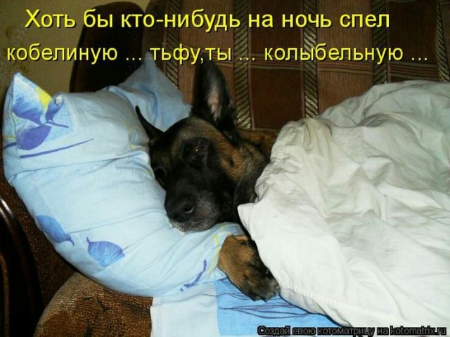 Хвостатые—усатые