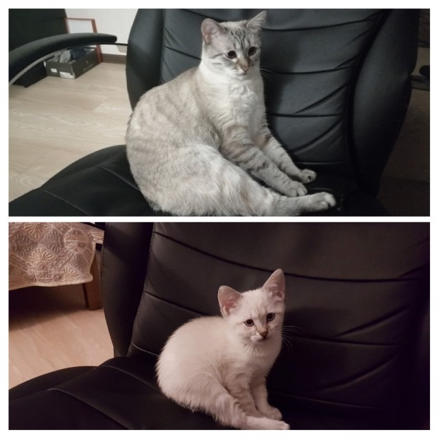 Котейка. Позитива пост. Эволюция?