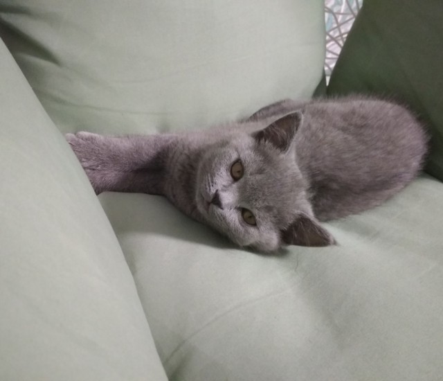Котики. Было - стало