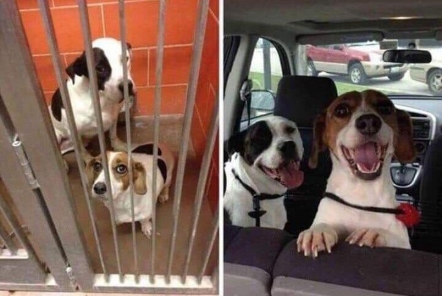 Котики и собаки до и после того, как их забрали из приюта