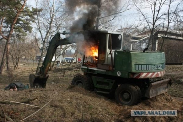 Вырубка леса наказана