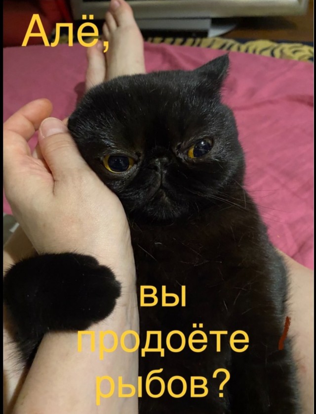 Разбираем новый мем "про рыбов"