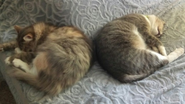 Котовторник 14.09.2021
