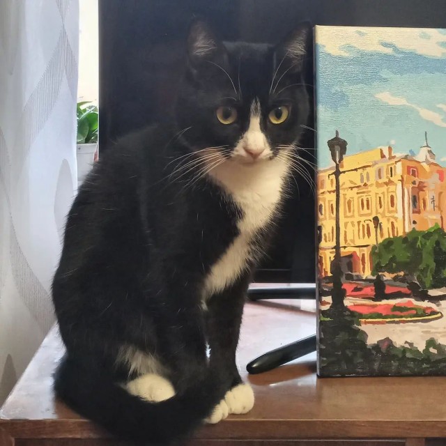 Котовторник 05.10.21 г