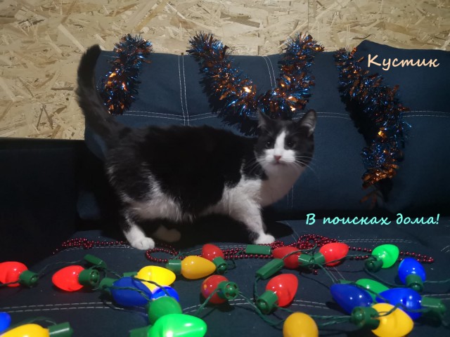 Жизнь домашнего приюта "Котоленд" 316