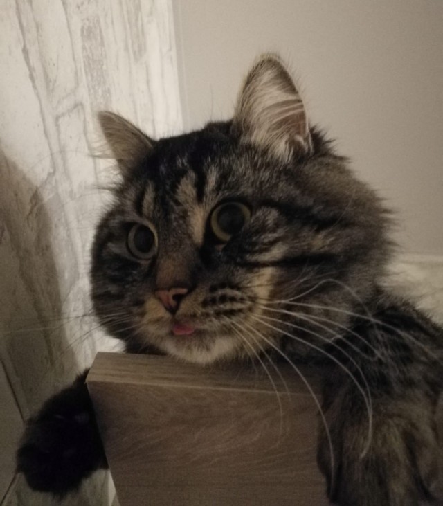 Котовторник 25.01.22