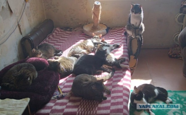 Котики в беде
