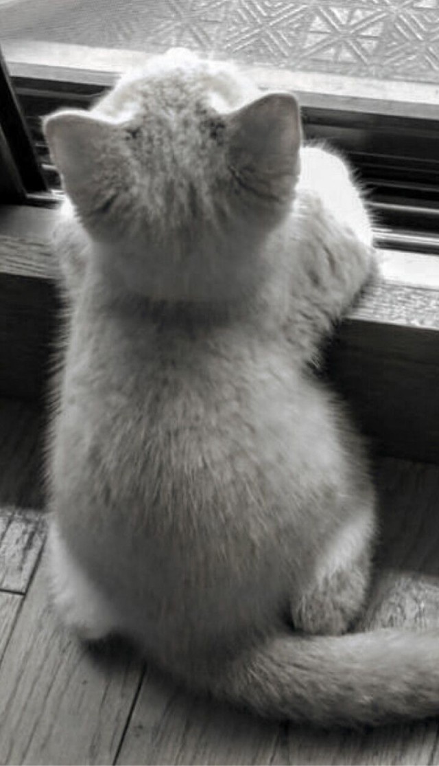 А это мой котан к котовторнику