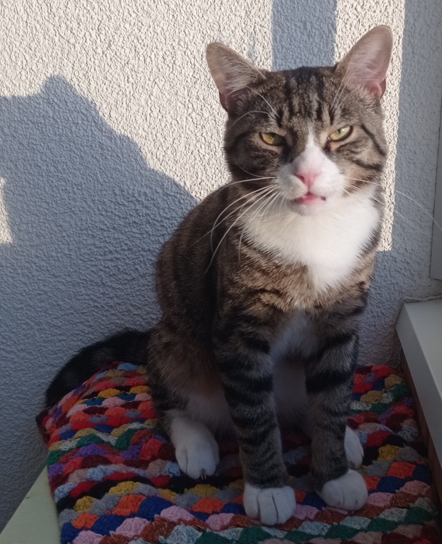 Котовторник! Пара фоток суровых котов.