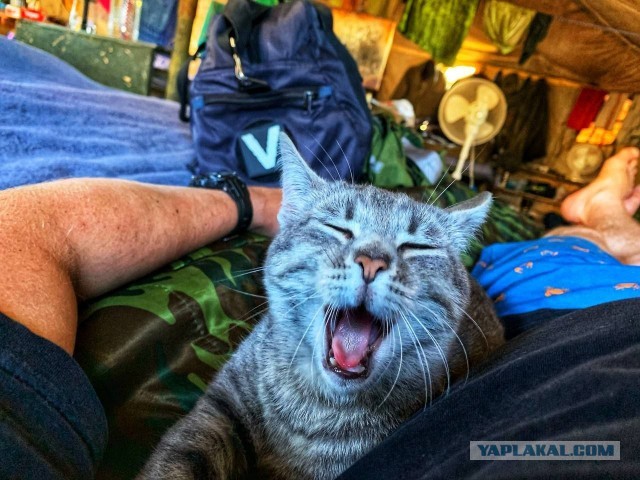 Кошка талисман или АСОшка!
