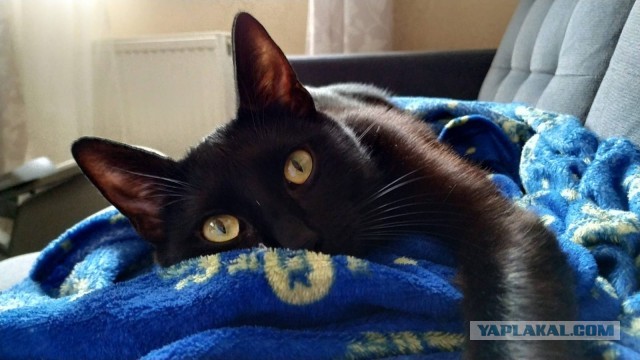 Ура! Котовторник.