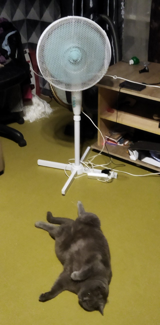 Котовторник 19.07.22