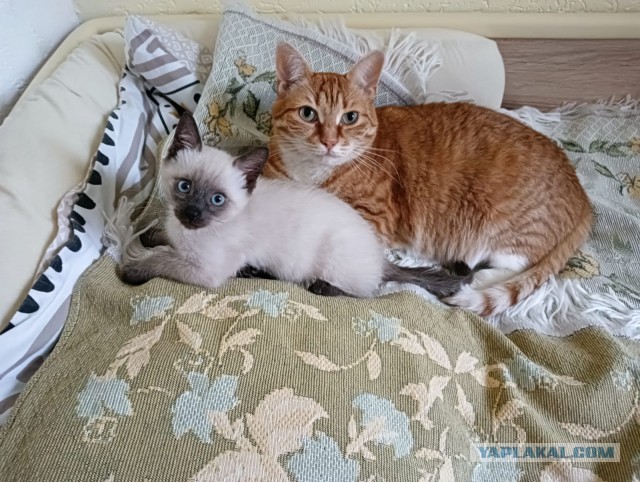 Котовторник от Jus`а или просто Кекс
