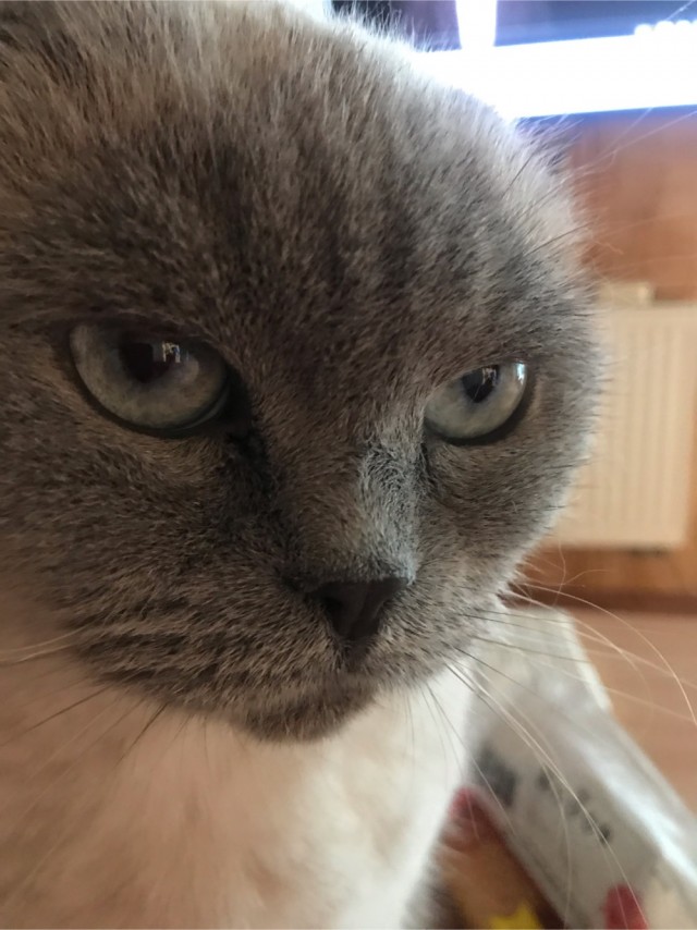 Котовторник 18.10.22