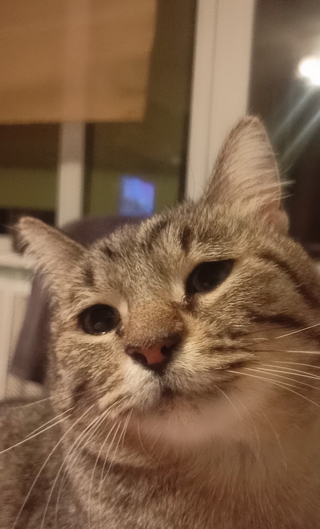 Нашли кота