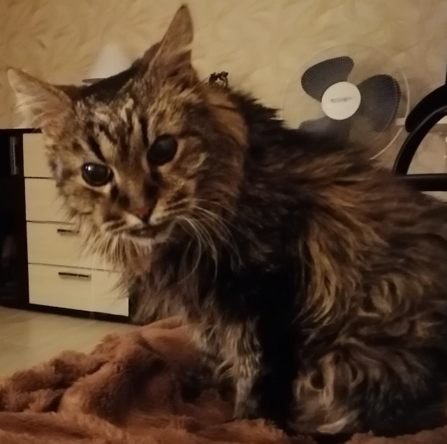 Котику 20 лет и он глухой