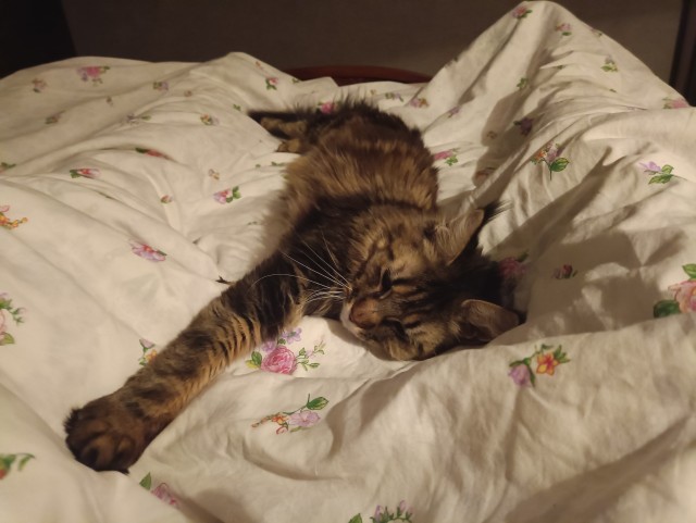 Кошка