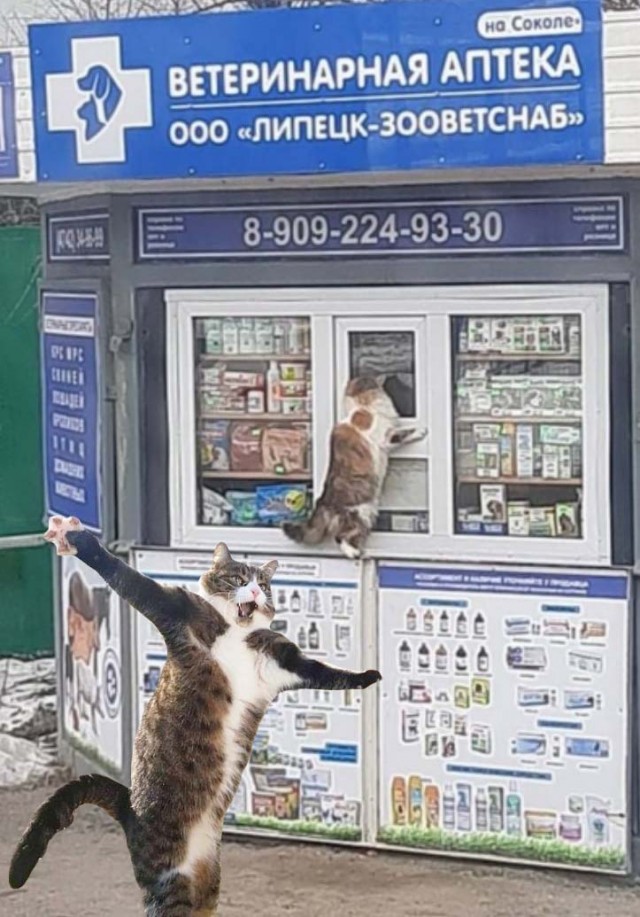 В Липецке очень самостоятельные кошки⁠⁠