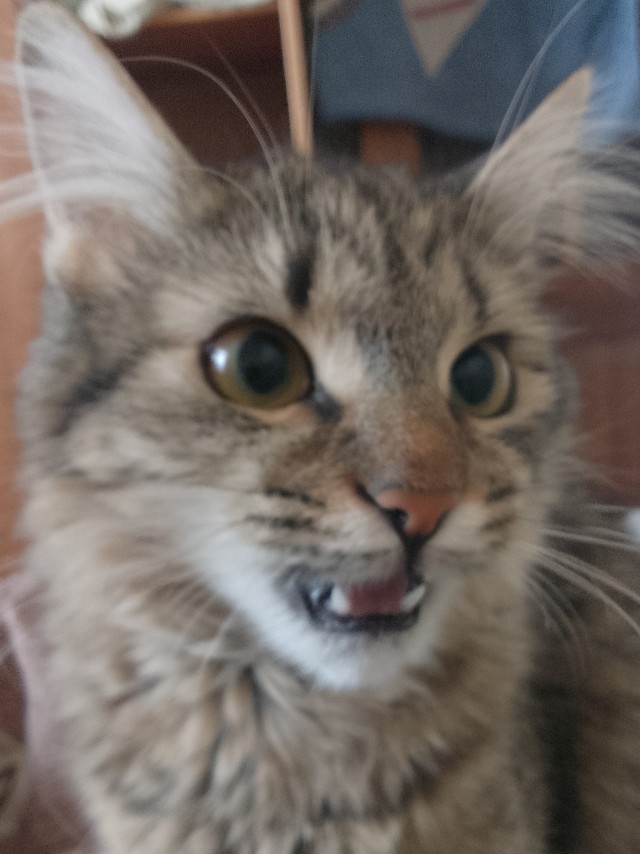 А много ли на ЯПе любителей грызунов?