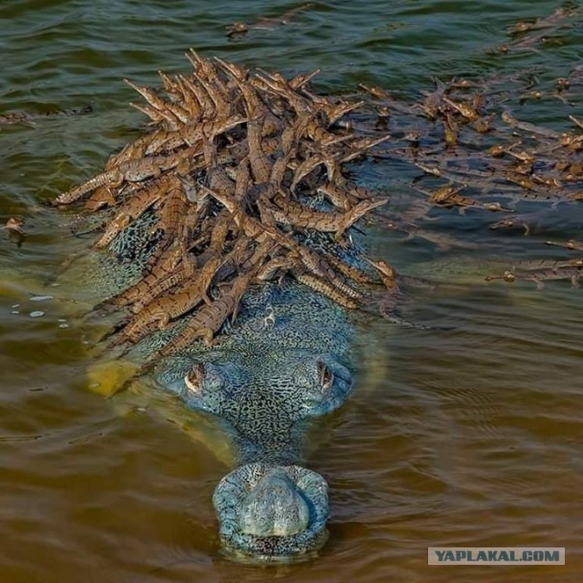 15 фото, раскрывающих природу с темной стороны, заставляя трепетать перед ее силой и грозностью