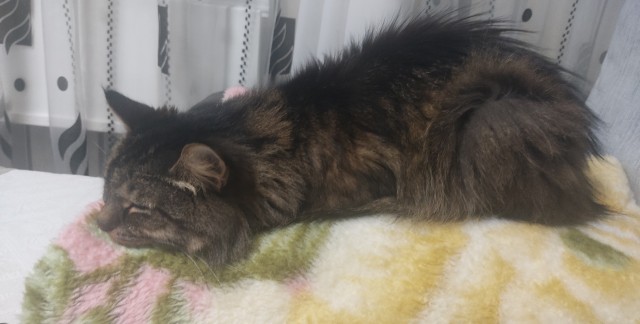 Кот-манипулятор