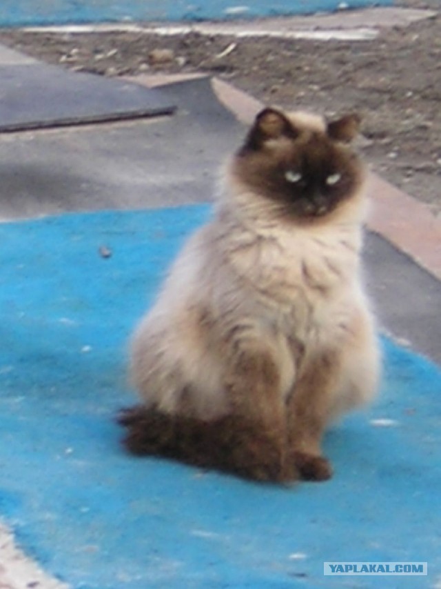 Котовторник 09.04.2013