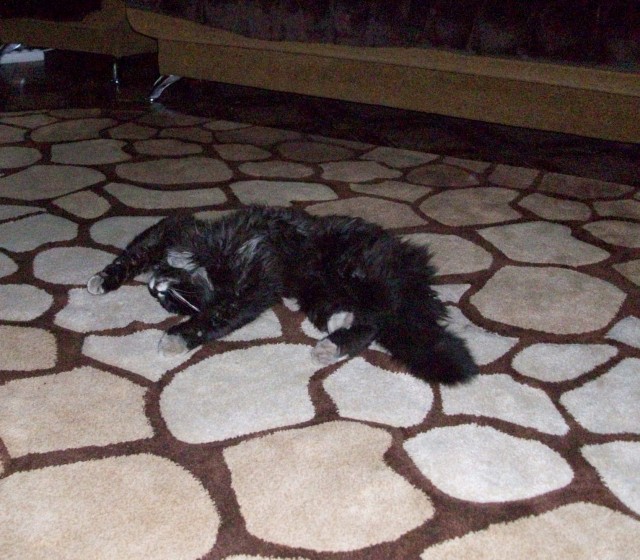 Котовторник 16.04.2013