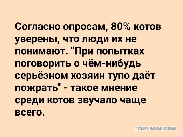 Покладистая киса ищет хозяина.... СПб 300 метров от Вас