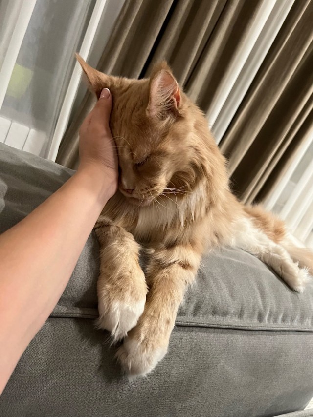 Позы для сна у кошек - что они означают?