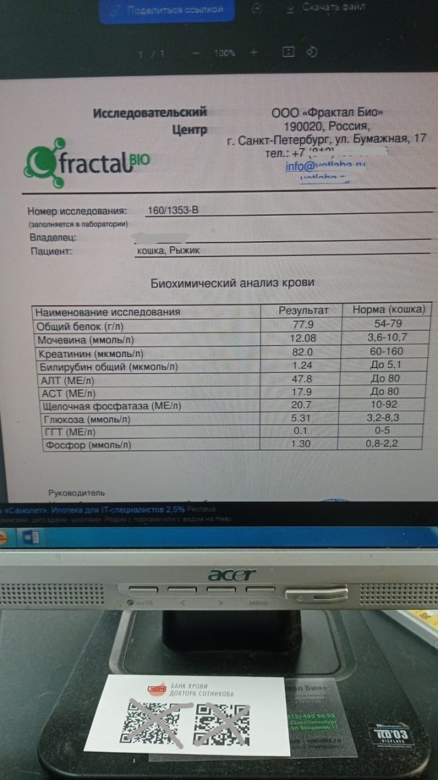 Кот взятый с дачи. Продолжение