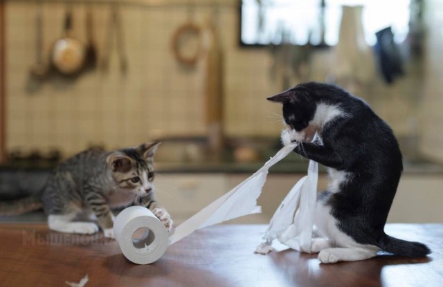 Веселые финалисты Comedy Pet Photo Awards 2024