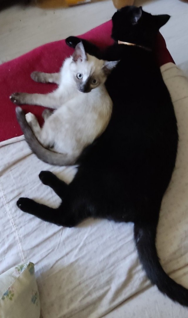 Котовторник же!