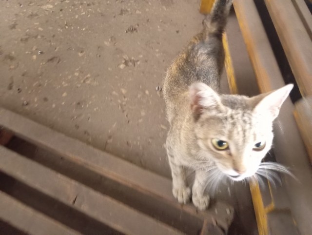 Коты, которые работают на заводах