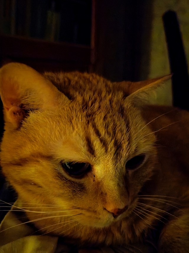 Котовторник 05/11/2024