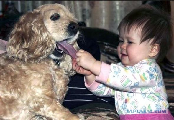 Породы собак для семьи