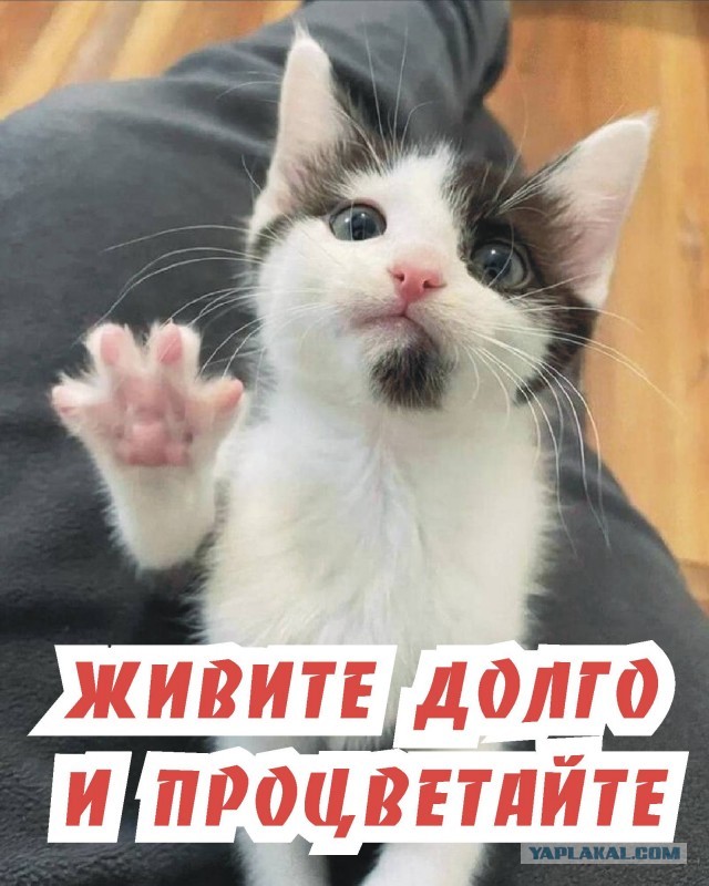 Жизнь домашнего приюта для котеек 536