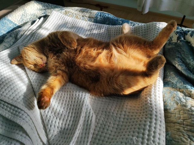 Спящий кот