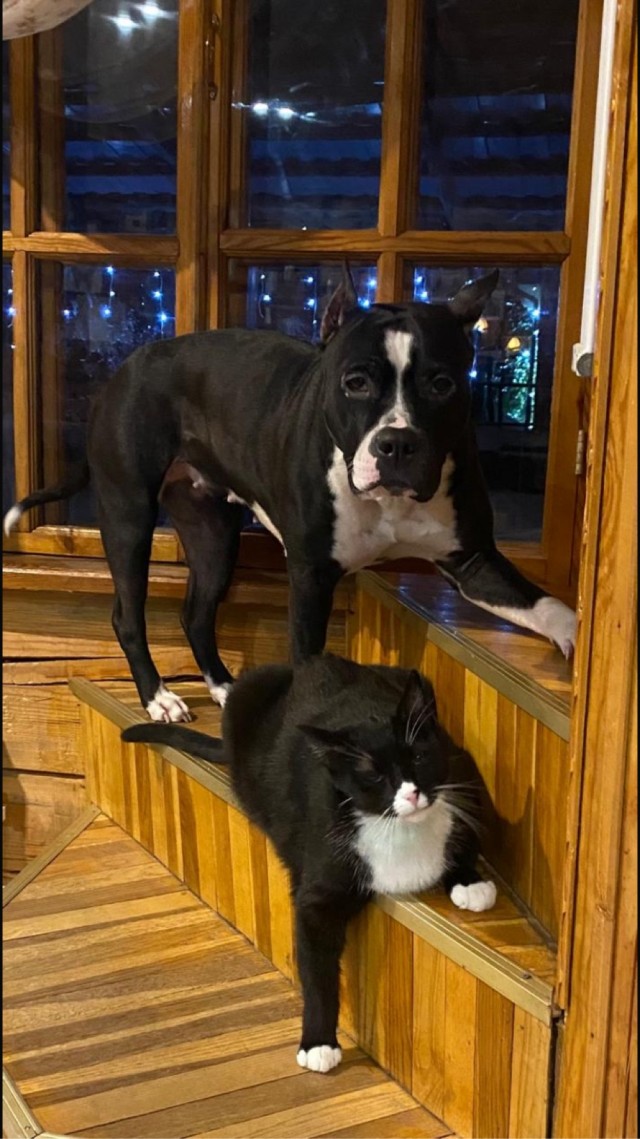 Кореша