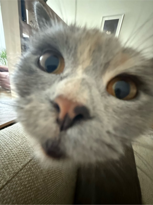 Моя жена не умеет фоткать кота