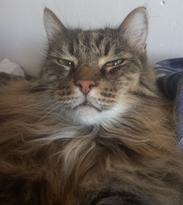 Котовторник