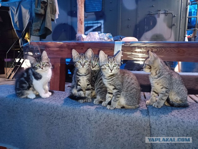 Котовторник.Наши модели