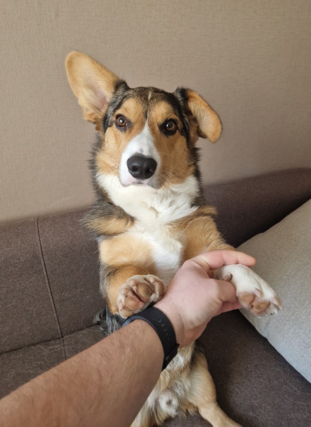 Новый член семьи