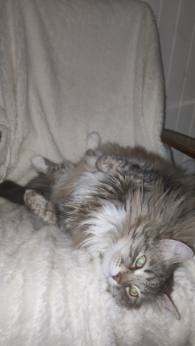 Котовторник