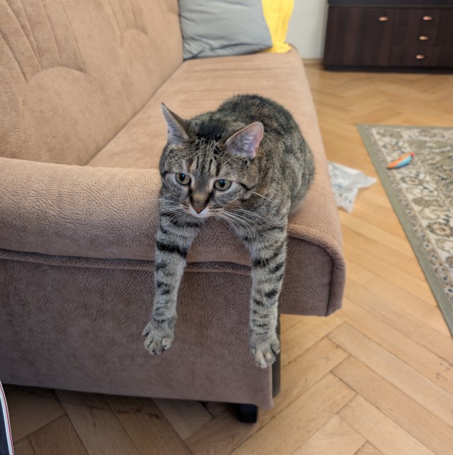 Котовторник