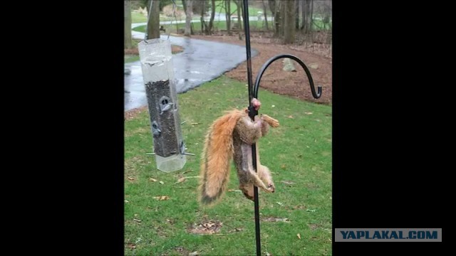 Освобождение