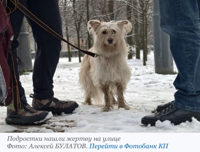 В Нижневартовске трое подростков засунули в пасть Чапы петарду и взорвали ее