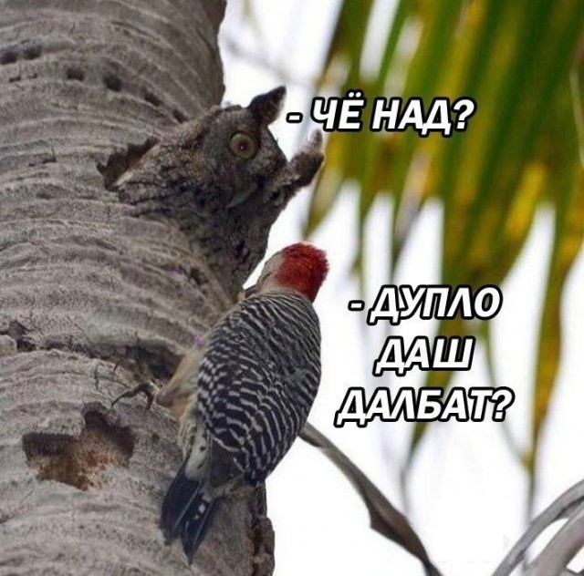 Типичный "незаменимыйспециалист" на сайте знакомств