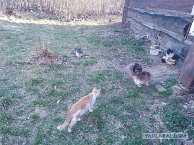 Жизнь домашнего приюта для котеек 576