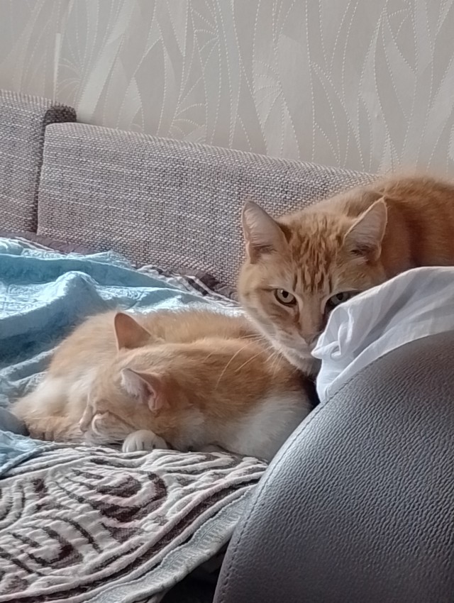 Мои рыжики.
