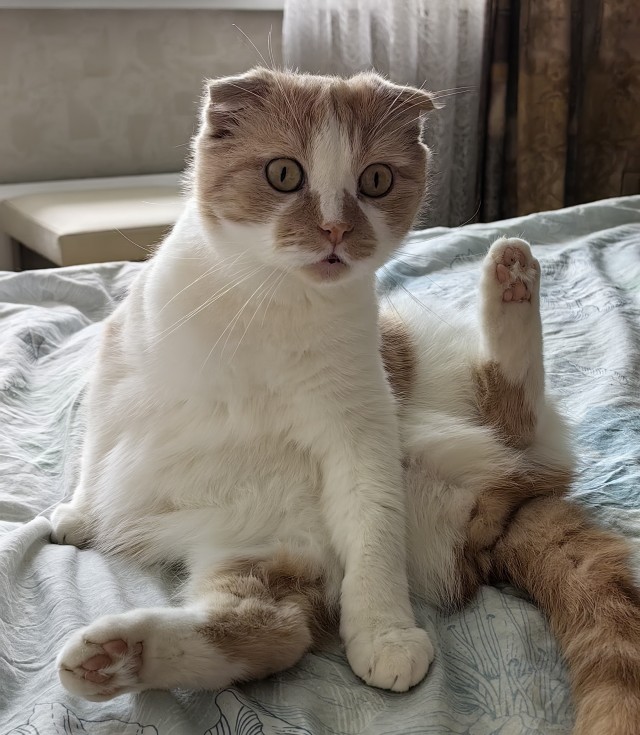 Котовторник снова!
